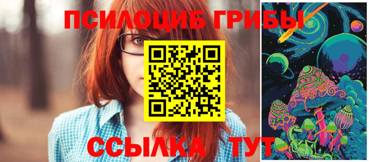 Псилоцибиновые грибы Psilocybe Нальчик
